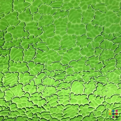 W Figure C 286 vert jaunâtre moyen 82x107cm