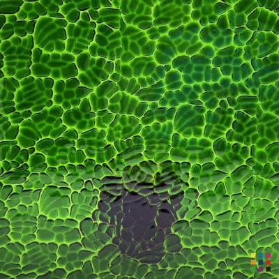 W Figure C 320 dark green 82x107cm