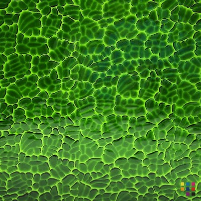 W Figure C 320 verde oscuro 82x107cm