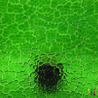 W Figure C 343 verde medio 82x107cm