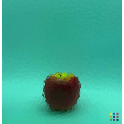 W Corella Classic 65 vert-bleu moyen 82x107cm