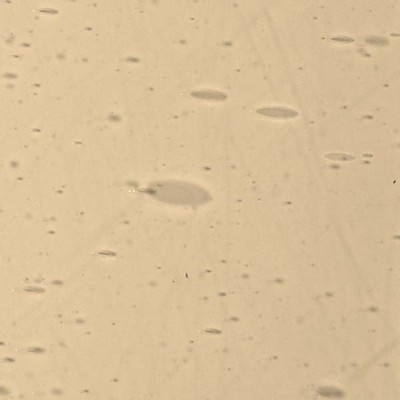 L Brown 2062xx light