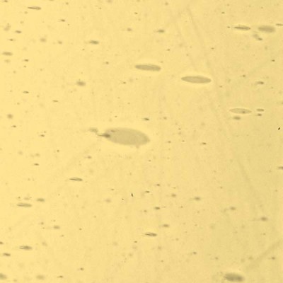 L Amber 65xx light
