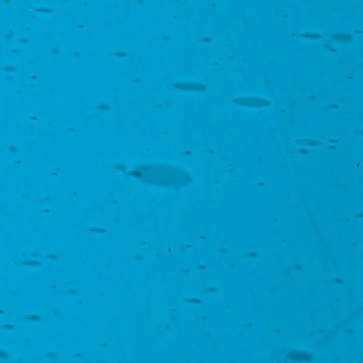 L Bleu 989xh moyen
