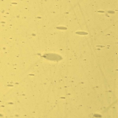 L Amarillo 2662xx claro