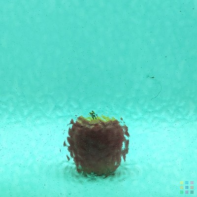 W English Muffle 65 (4908) verde azulado medio 82x107cm