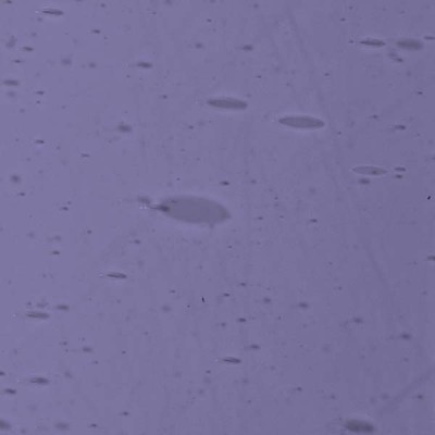 L Violet 3709xx light