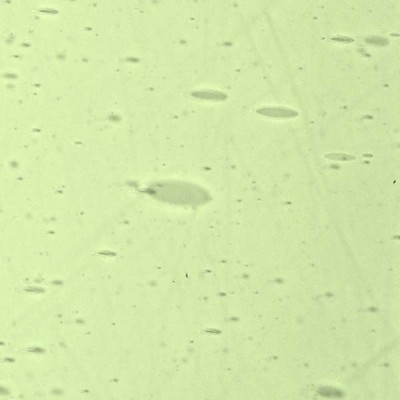 L Yellowish green 3614xx light