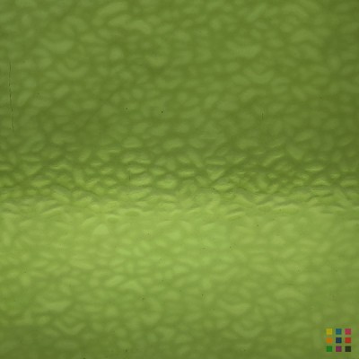 W English Muffle 318 vert jaunâtre moyen 27x27cm